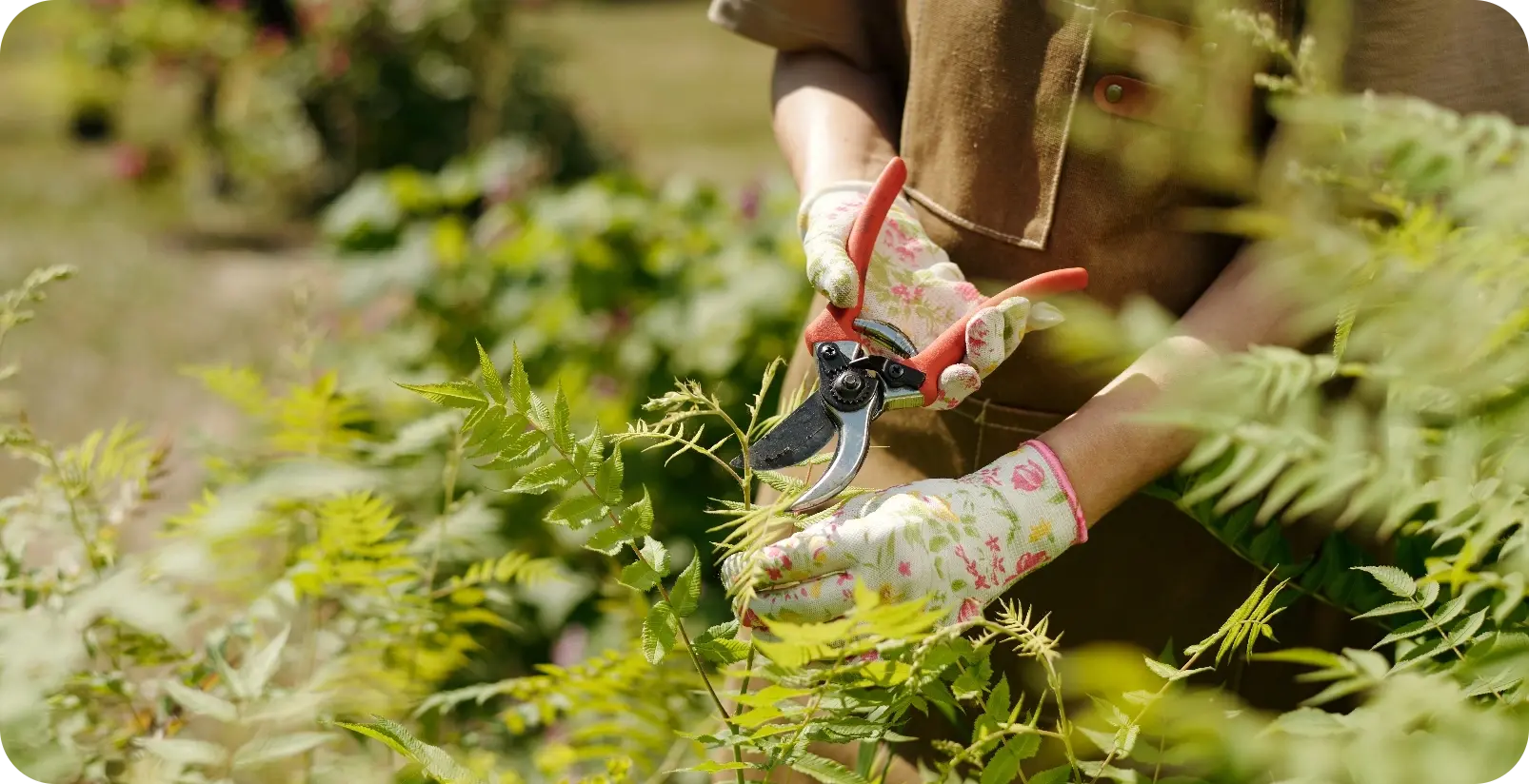 Tree & Shrub Pruning Tree & Shrub Pruning